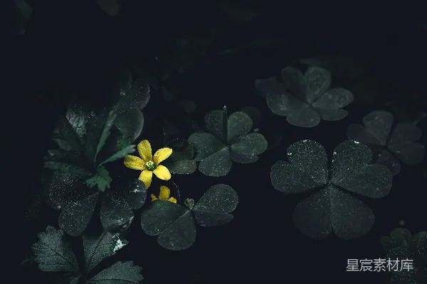 高清摄影 黄色的花朵周围环绕着绿色的叶子