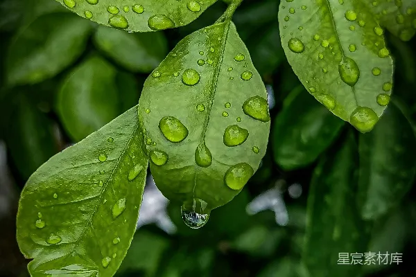 高清摄影 雨后绿叶上的水珠