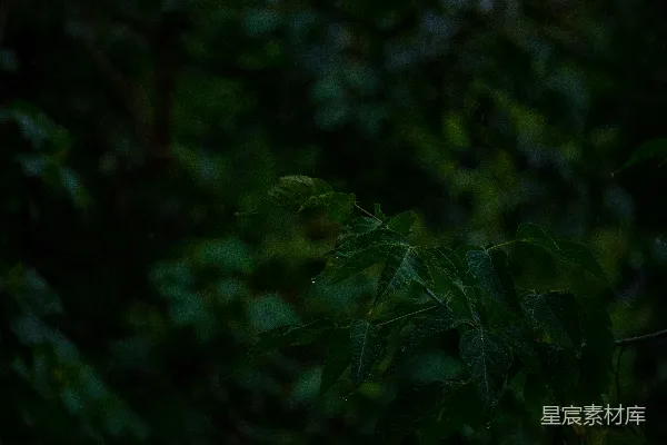 高清摄影 一些叶子的特写镜头