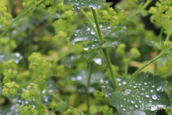 高清摄影 植物上近距离拍摄的带有水珠