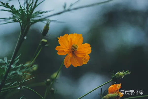 高清摄影 一朵黄色花朵的特写，背景模糊。