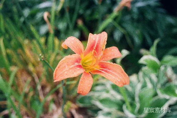 高清摄影 橙花上有水珠