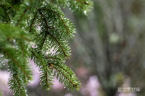 高清摄影 湿松针的特写镜头，背景模糊。