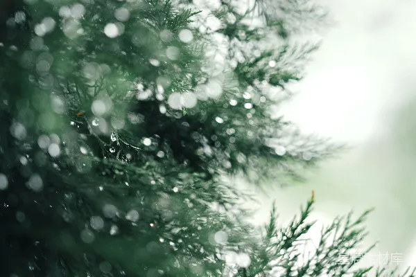 高清摄影 绿油油的松针在柔和的光线下闪烁着水珠