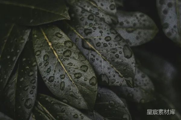高清摄影 一束叶子上有水滴