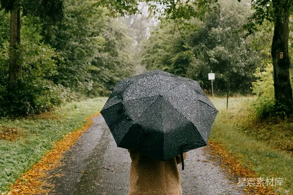 高清摄影 森林中一个人拿着雨伞走在湿漉漉的路上