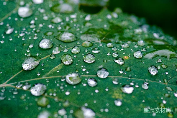高清摄影 绿色叶子上的水珠