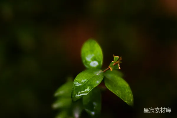 高清摄影 叶片上带有水滴的小株绿植
