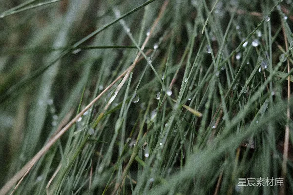 高清摄影 草叶上滴水的特写镜头