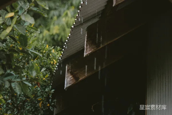 高清摄影 绿色植物旁有一扇棕色木墙