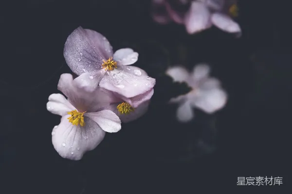 高清摄影 花朵的特写镜头