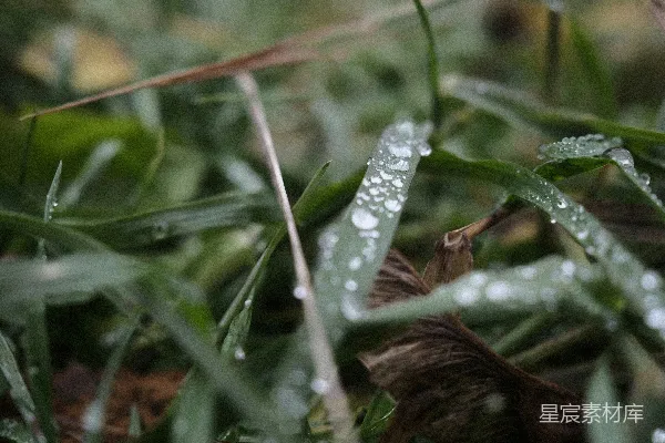 高清摄影 草上水滴的特写镜头