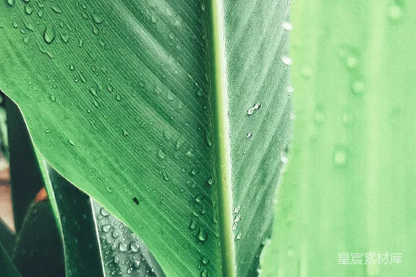 高清摄影 一片大绿叶上有水珠。