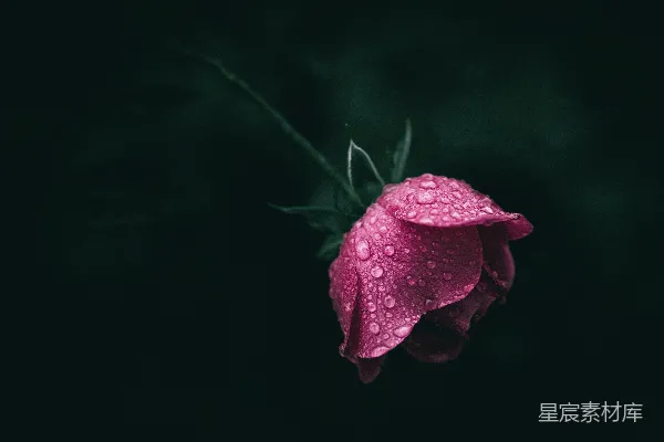高清摄影 一朵带有水珠的粉色花朵