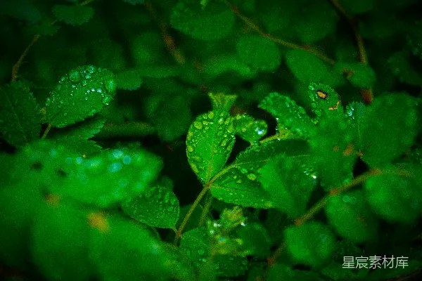 高清摄影 雨后绿叶上的露珠