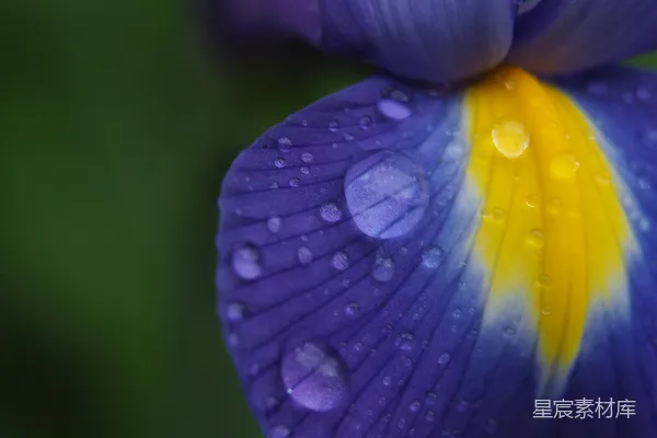 高清摄影 紫色和黄色的花朵上有水珠