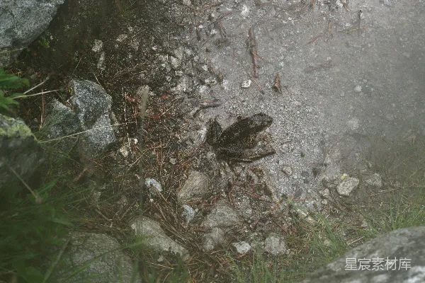 高清摄影 岩石上的青蛙
