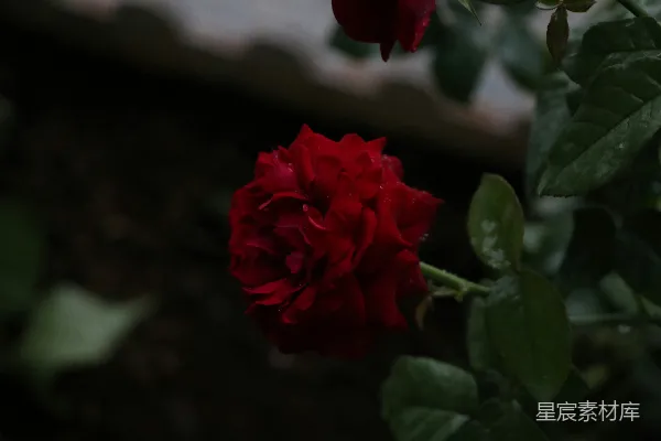 高清摄影 红花绿叶