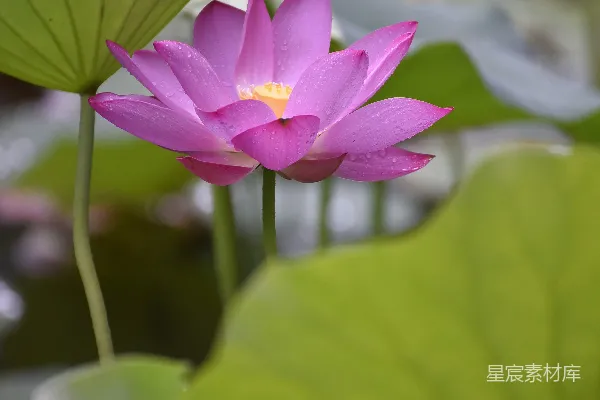 高清摄影 一朵粉色的莲花坐在一片绿色的叶片上