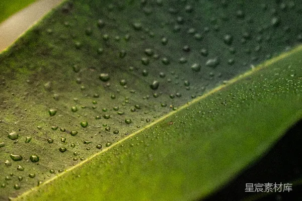 高清摄影 绿叶上滴落的水珠。