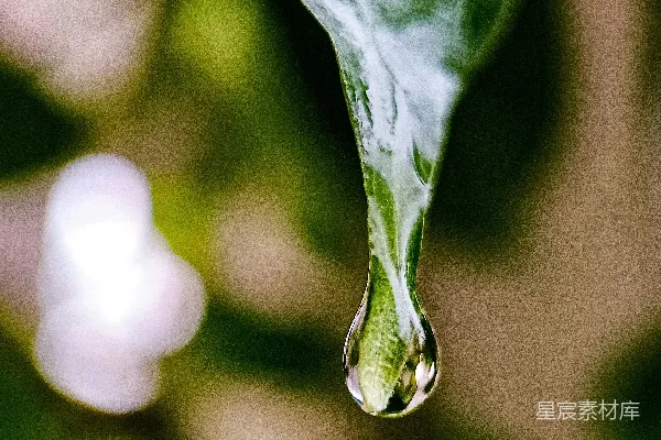 高清摄影 绿叶上的水汽凝结