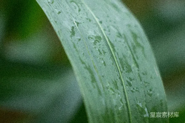 高清摄影 一片绿叶的特写，叶面上有水珠