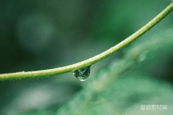 高清摄影 一滴水珠悬挂在绿色的藤蔓上。