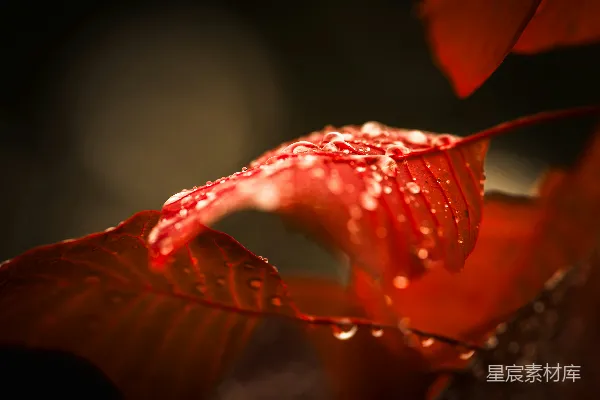 高清摄影 雨后红叶上挂着水珠