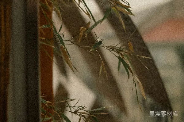 高清摄影 玻璃花瓶中的一株植物的特写