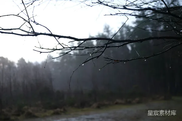 高清摄影 林间雾气中滴落的裸枝上的雨珠。
