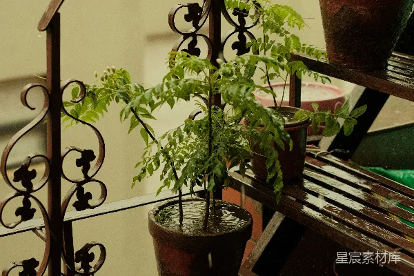 高清摄影 带有盆栽植物的楼梯一组