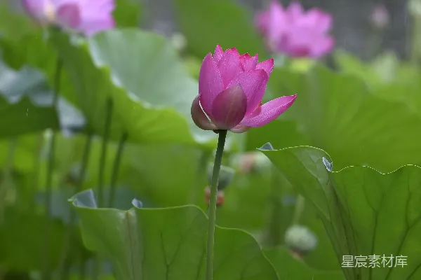 高清摄影 一朵粉红色的花坐在一片翠绿的田野上