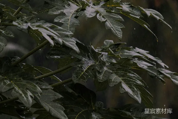 高清摄影 绿色叶子的特写镜头