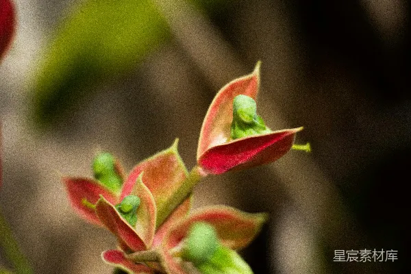 高清摄影 一朵红花植物的特写 shots