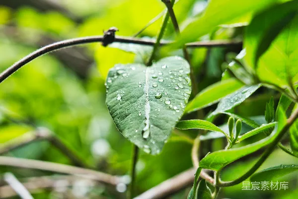 高清摄影 浅焦点摄影的叶子