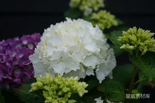 高清摄影 一朵白花的特写镜头