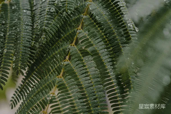 高清摄影 绿色蕨类植物的近景摄影