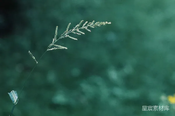 高清摄影 一棵植物的特写镜头，背景模糊。
