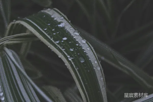 高清摄影 绿银相间的镶珠手链