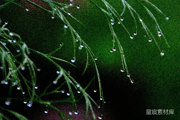 高清摄影 雨后翠绿的叶片上缀着水珠。