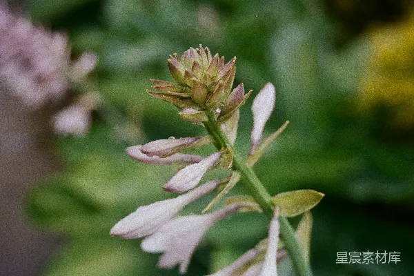 高清摄影 一朵花的特写镜头，背景模糊。