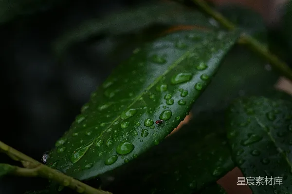 高清摄影 一片树叶的特写镜头