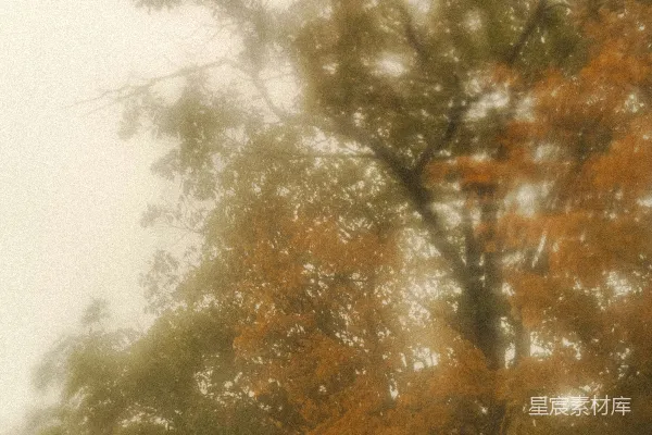 高清摄影 许多枝叶的树