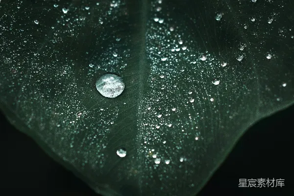 高清摄影 暗绿色叶子上的水滴