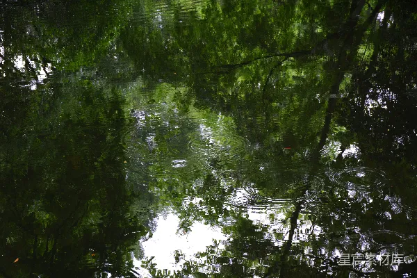高清摄影 绿树倒映在闪耀的水面上。