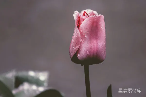 高清摄影 粉瓣花
