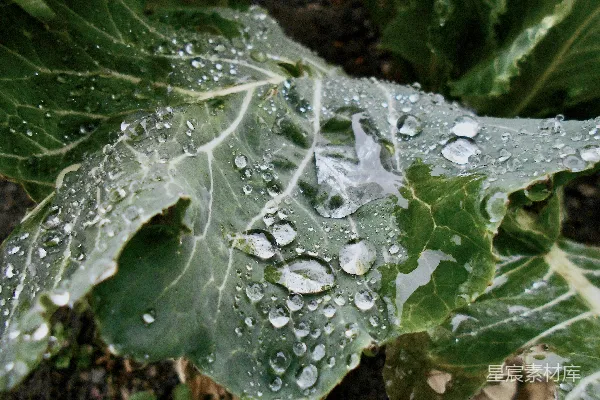 高清摄影 叶上挂着水珠的特写镜头