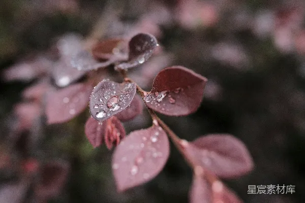 高清摄影 一朵花的特写 shots