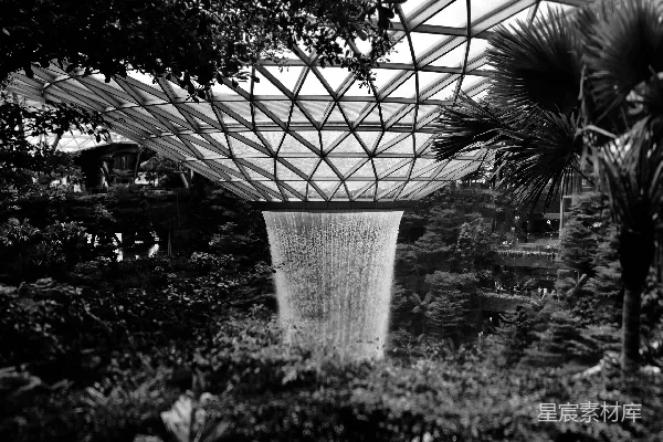 高清摄影 灰度照片中的树木和植物