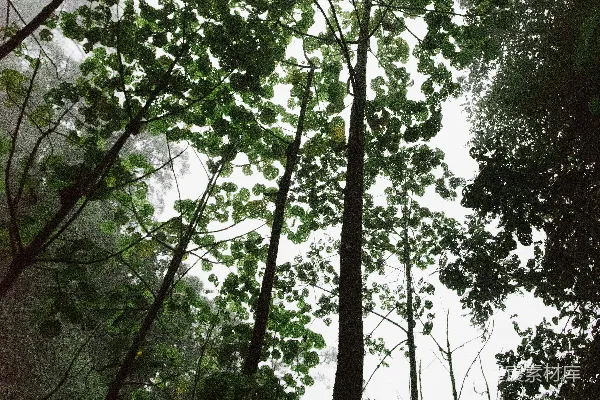 高清摄影 白天绿树下的白云天空